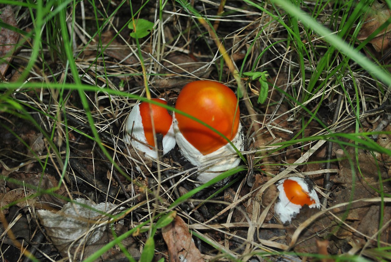 Обабок Дальневосточный гриб