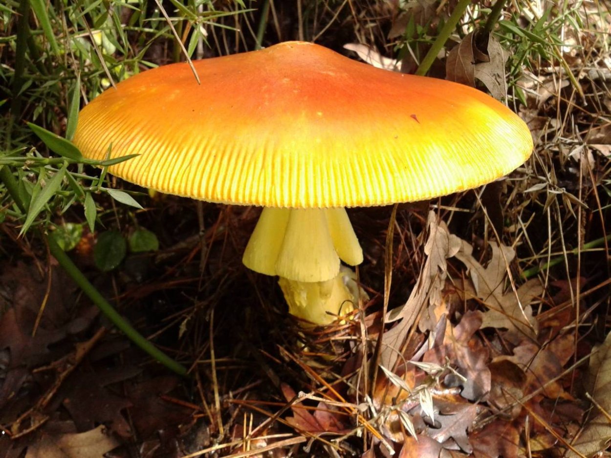 Цезарский гриб Amanita Caesarea