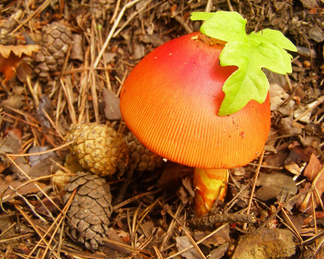 Цезарский гриб Дальневосточный