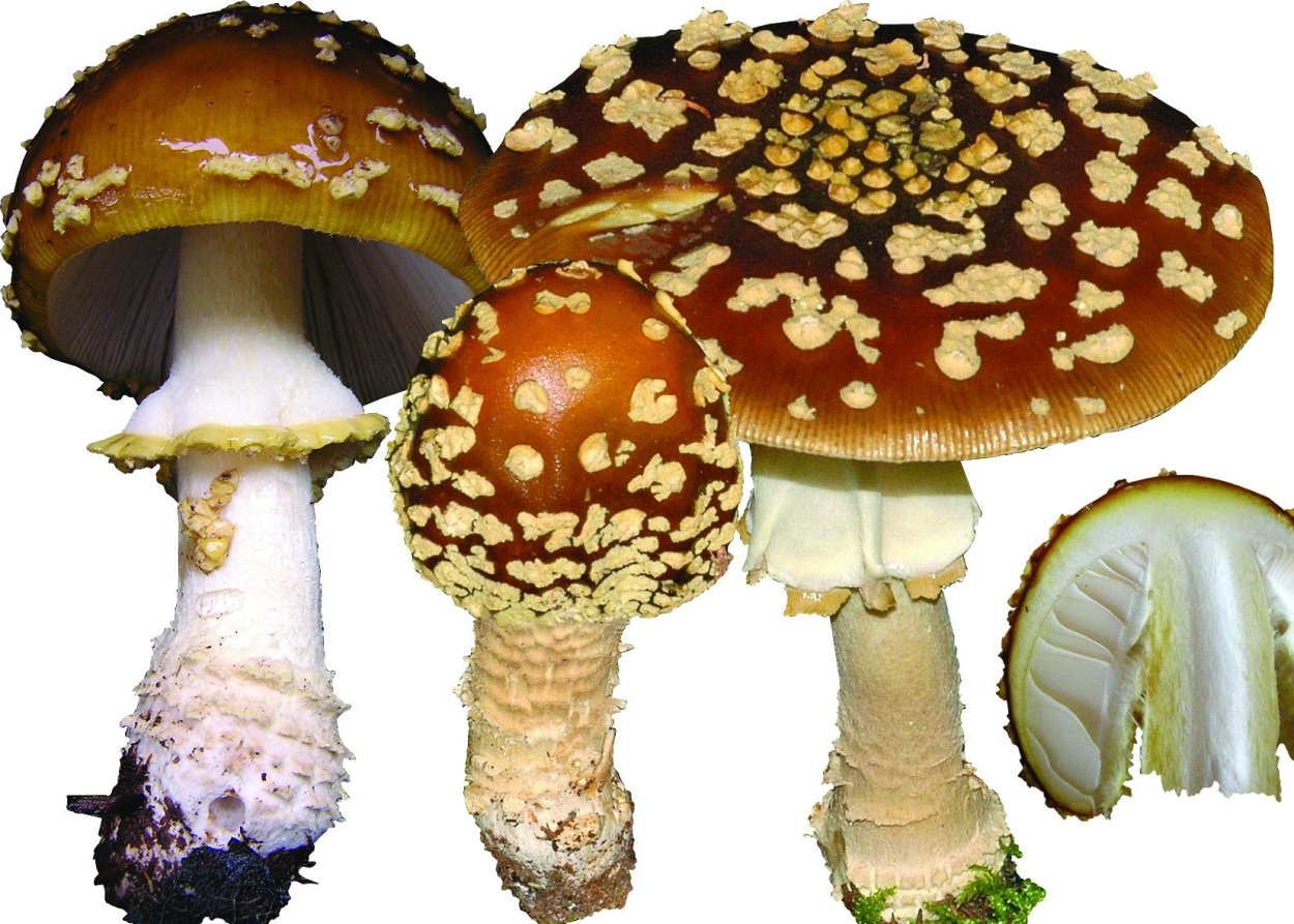 Царский гриб в Абхазии