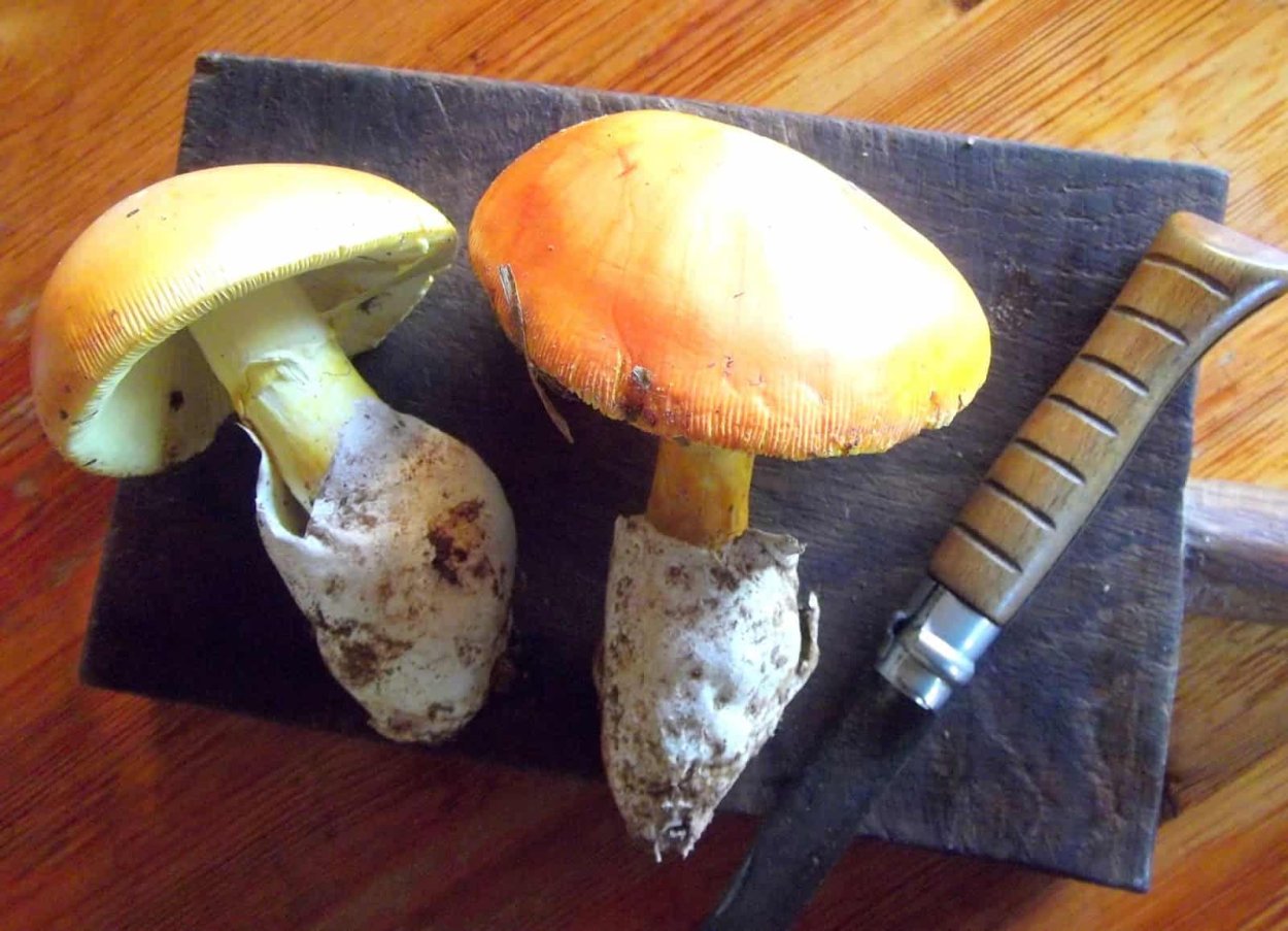 Цезарский (Кесарев) гриб