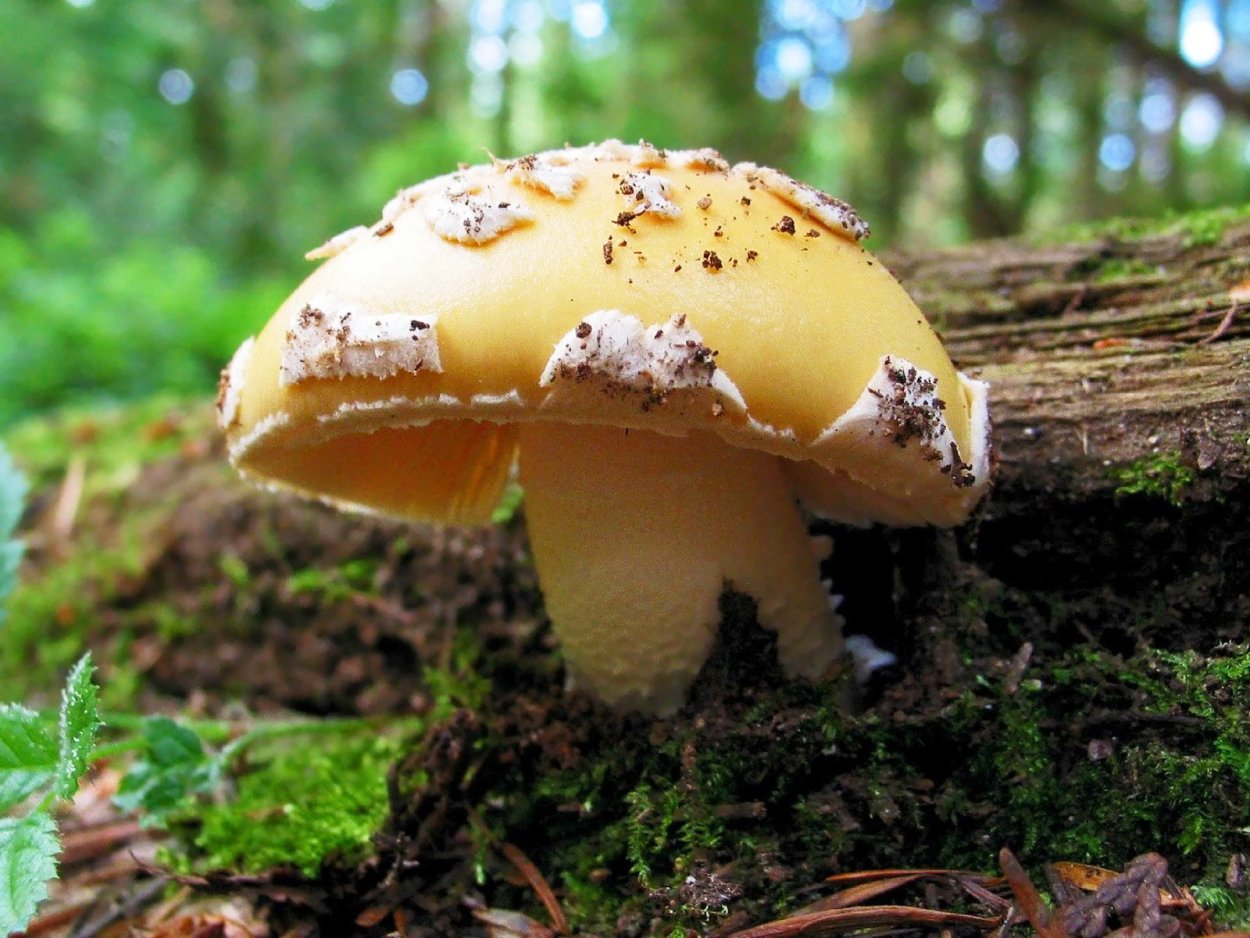 Боровик Царский гриб