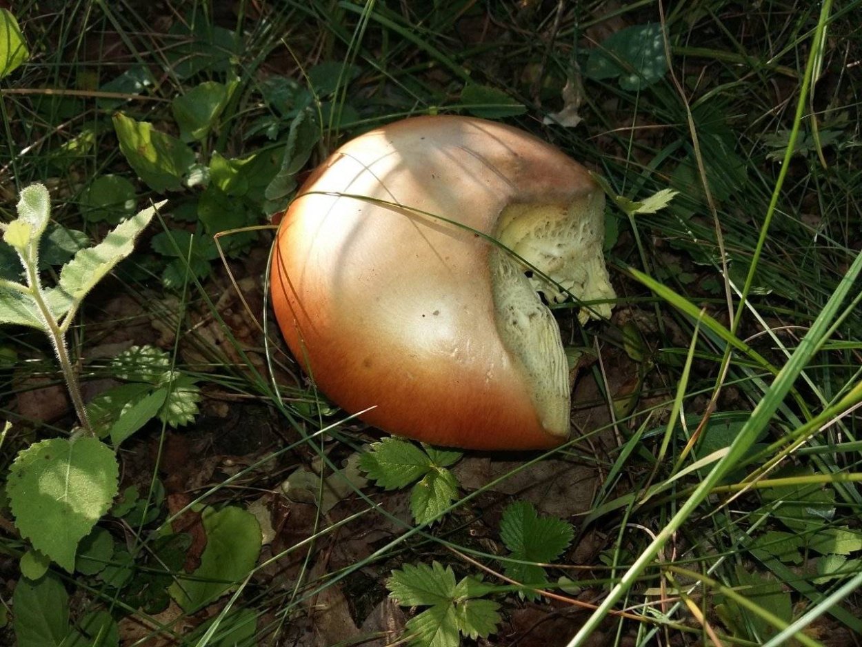 Царский гриб в Абхазии