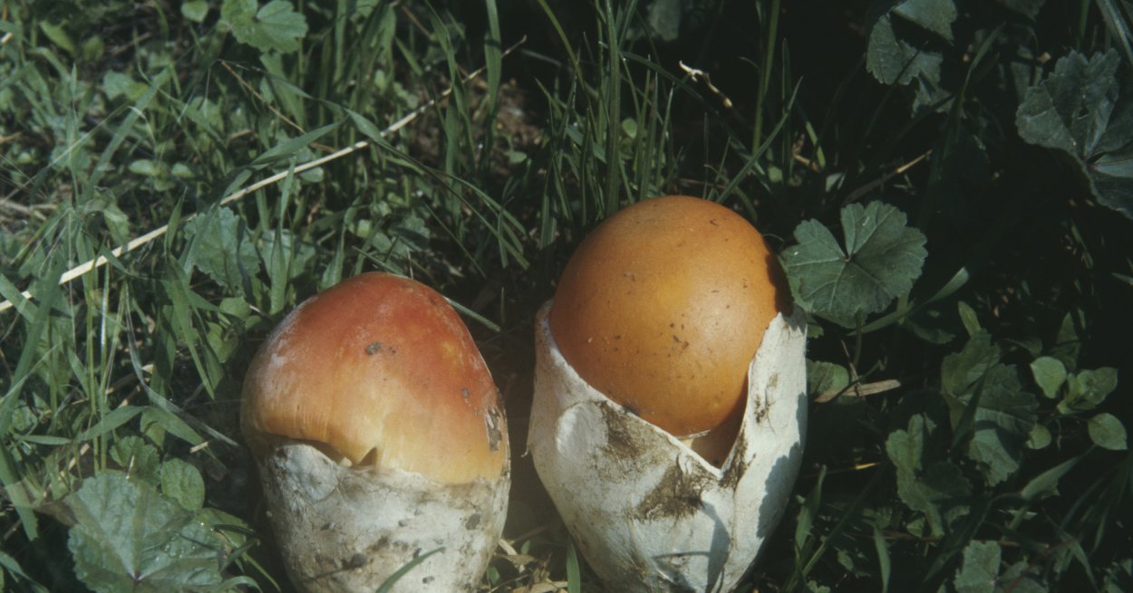 Цезарский мухомор