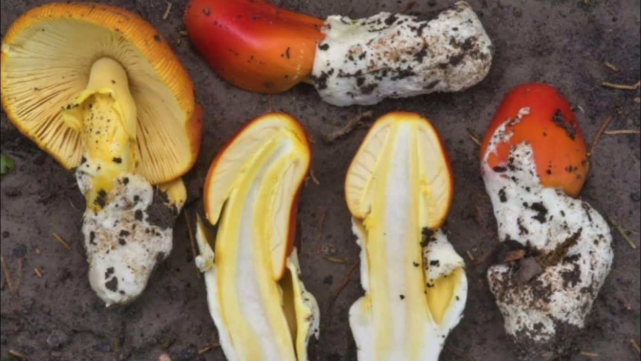 Белый гриб царь грибов