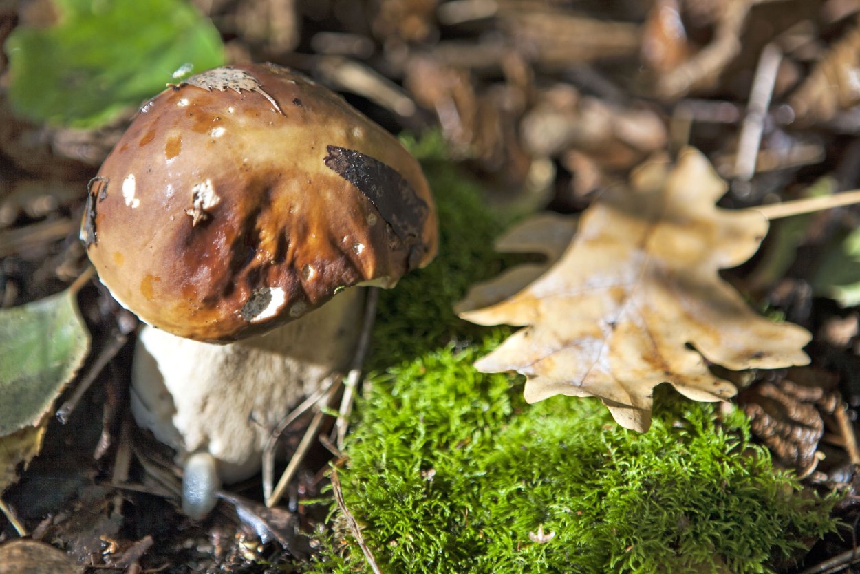 Цезарский гриб ложный