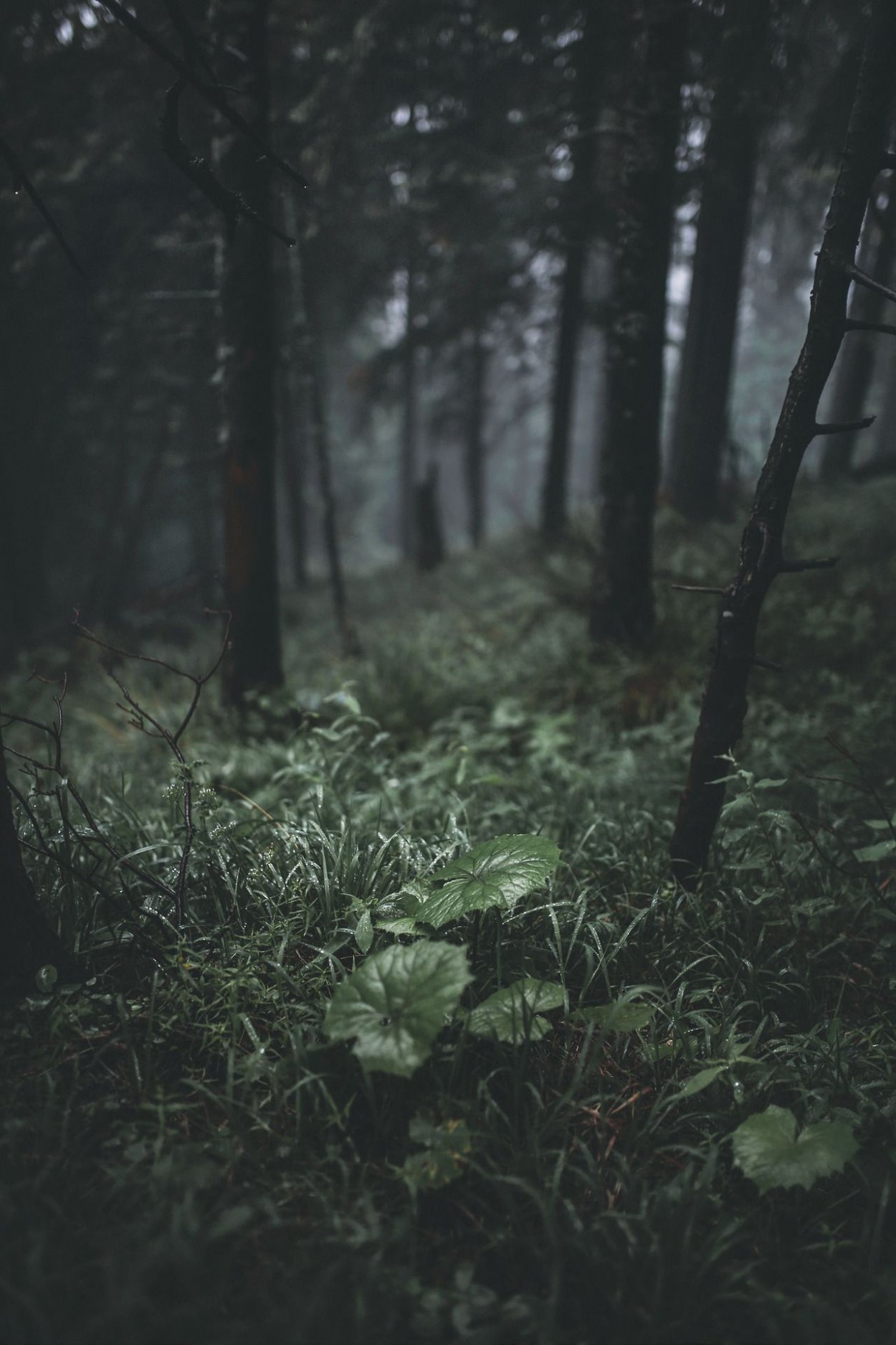 Лес в темно зеленых тонах