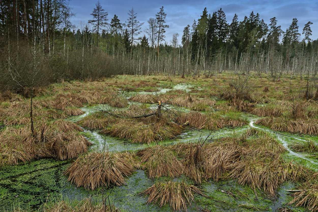 Болото большой мох