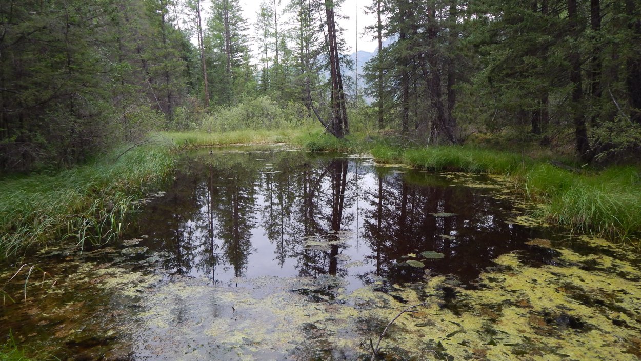 Осоково-Гипновые болота