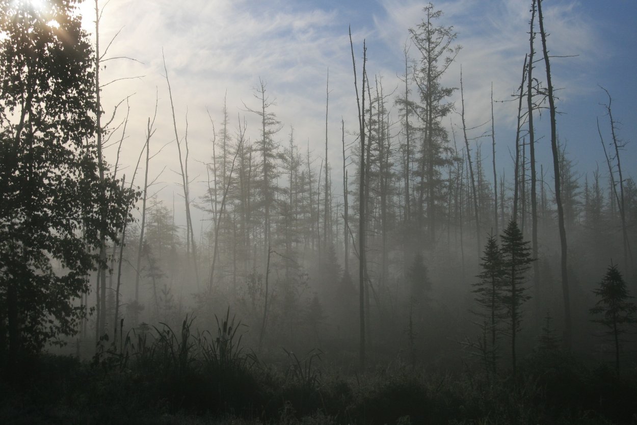 Болота в тумане