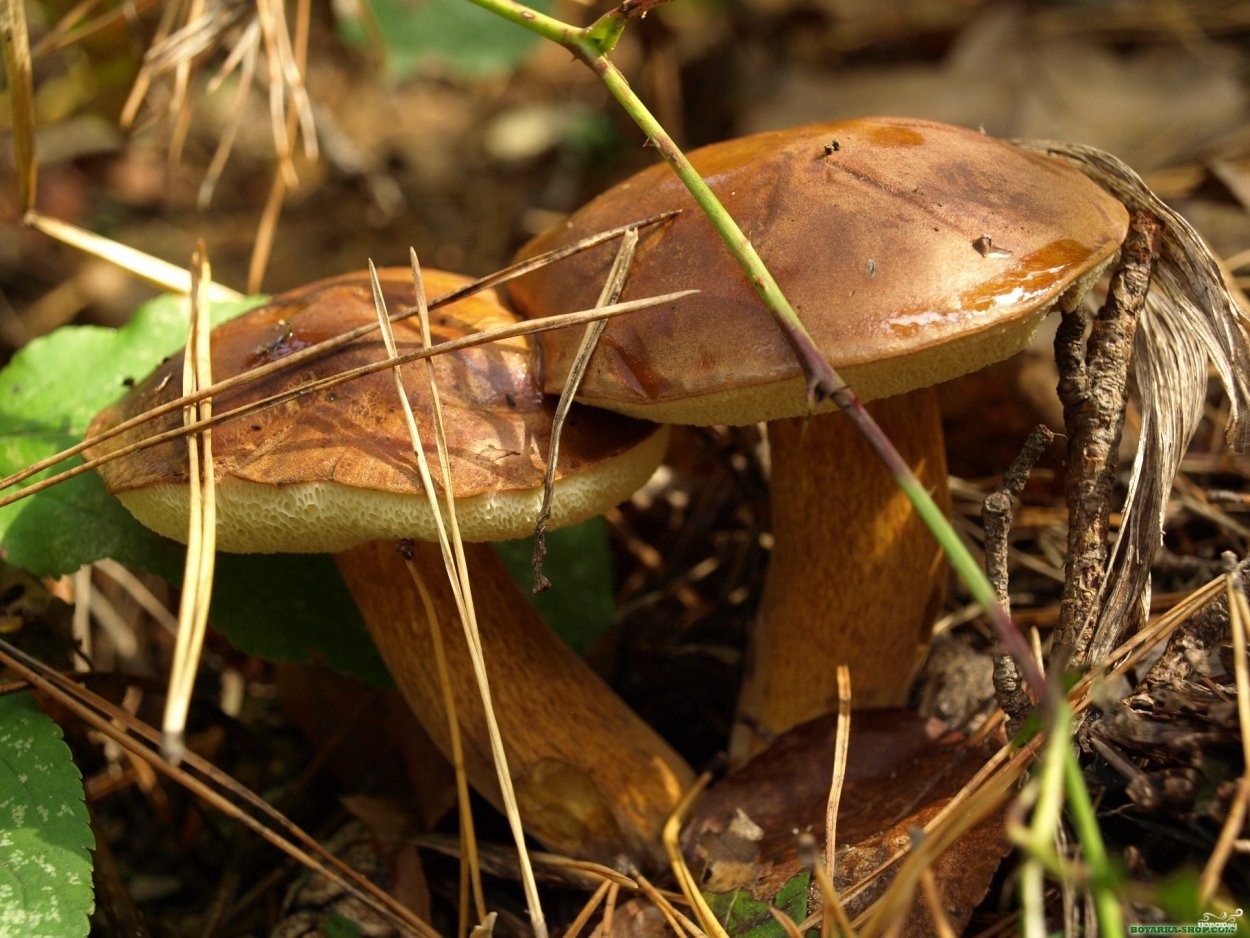 Подзаячник гриб