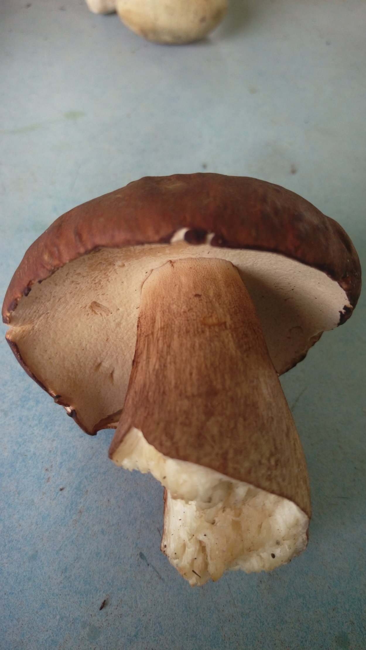 Трубчатый гриб моховик