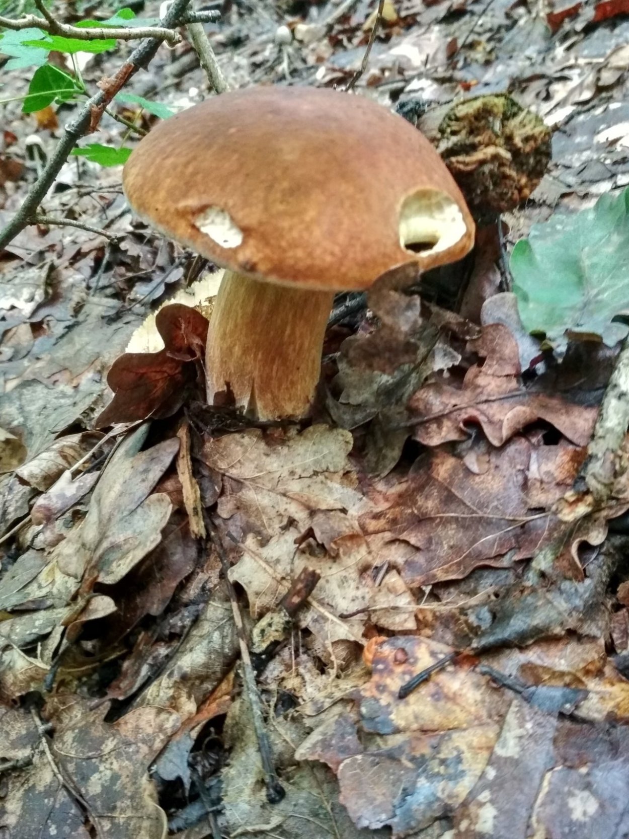 Моховик зеленый гриб