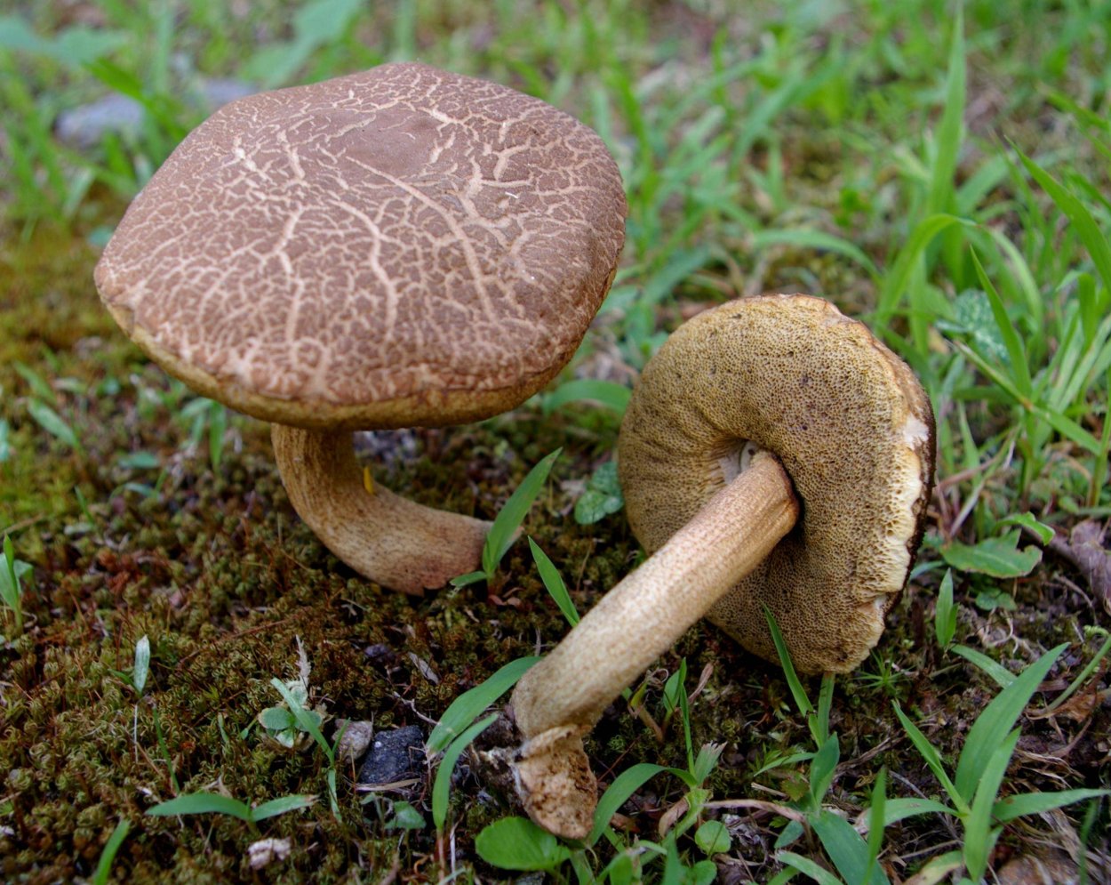 Лисички поганки