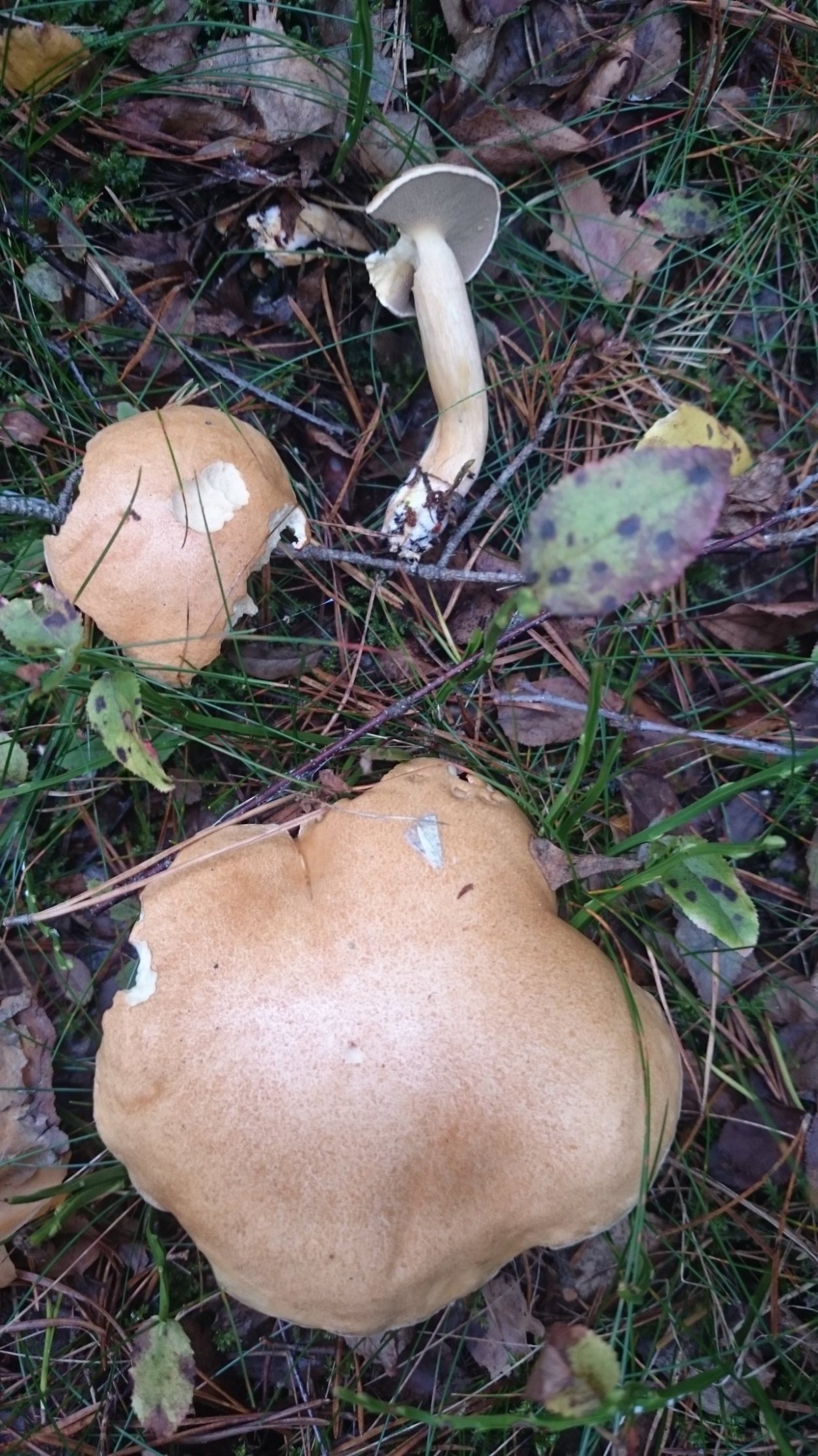 Моховик зеленый гриб