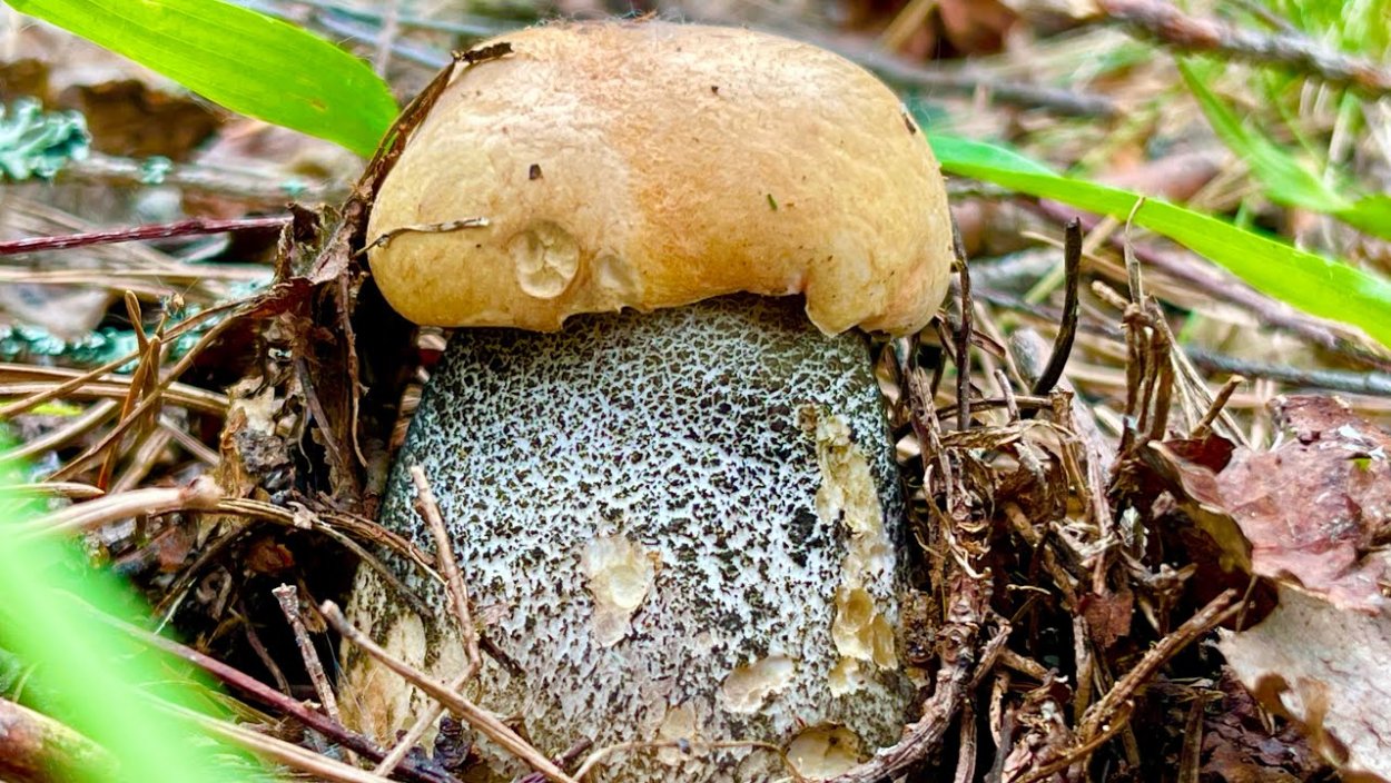 Моховик гриб