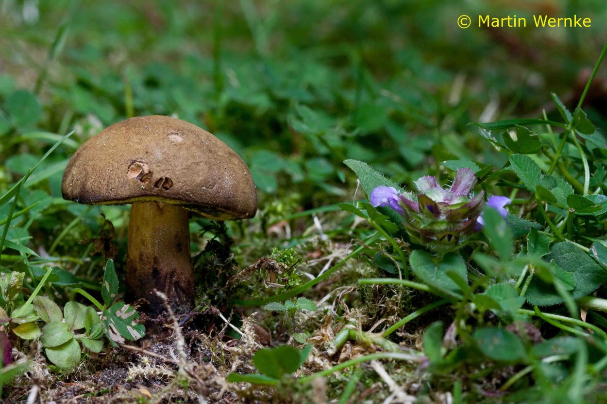 Моховик зеленый гриб