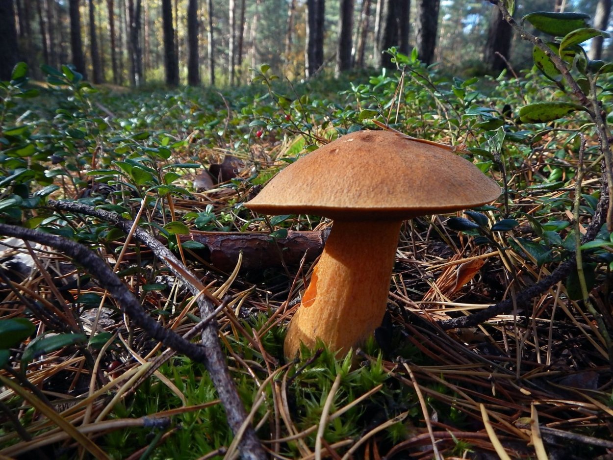 Грибы в Лужском районе 2022 сейчас