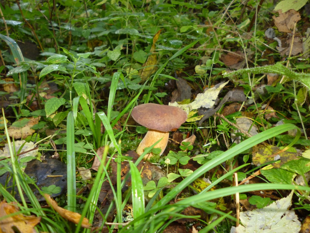 Обабок гриб великан