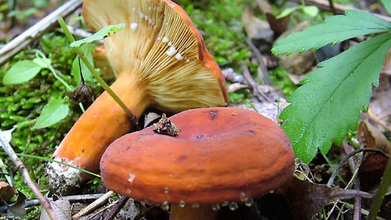 Dasyscyphus grevillei