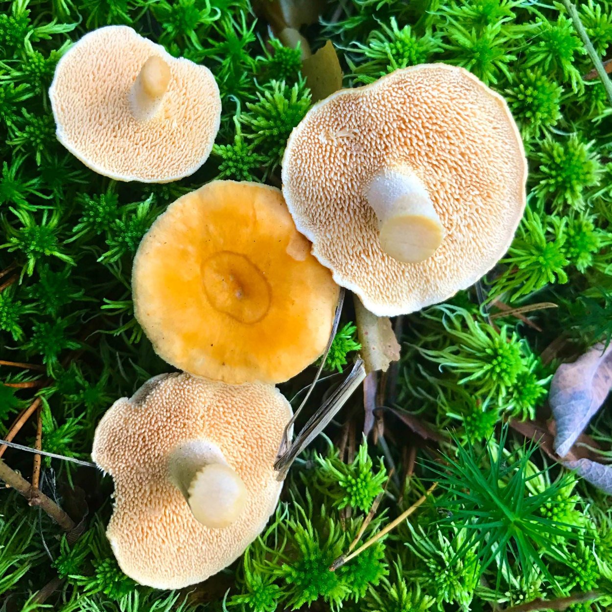 Подзаячник гриб ложный