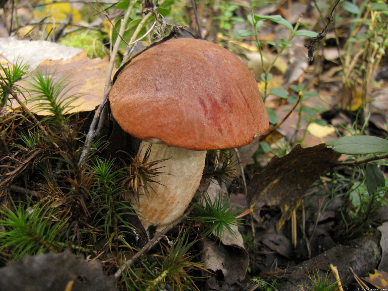 Июньские грибы