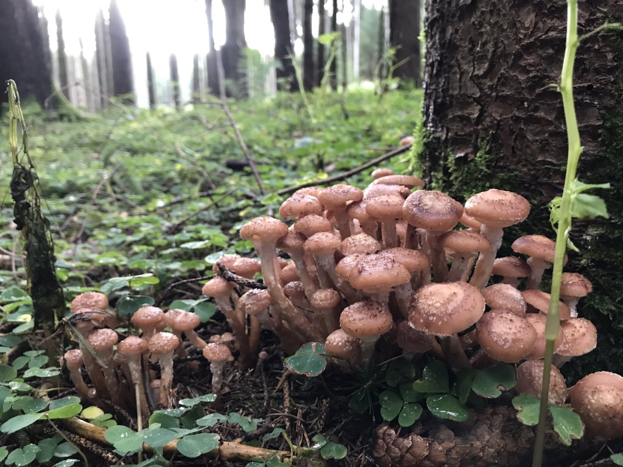 Опенок осенний (Armillariella mellea)