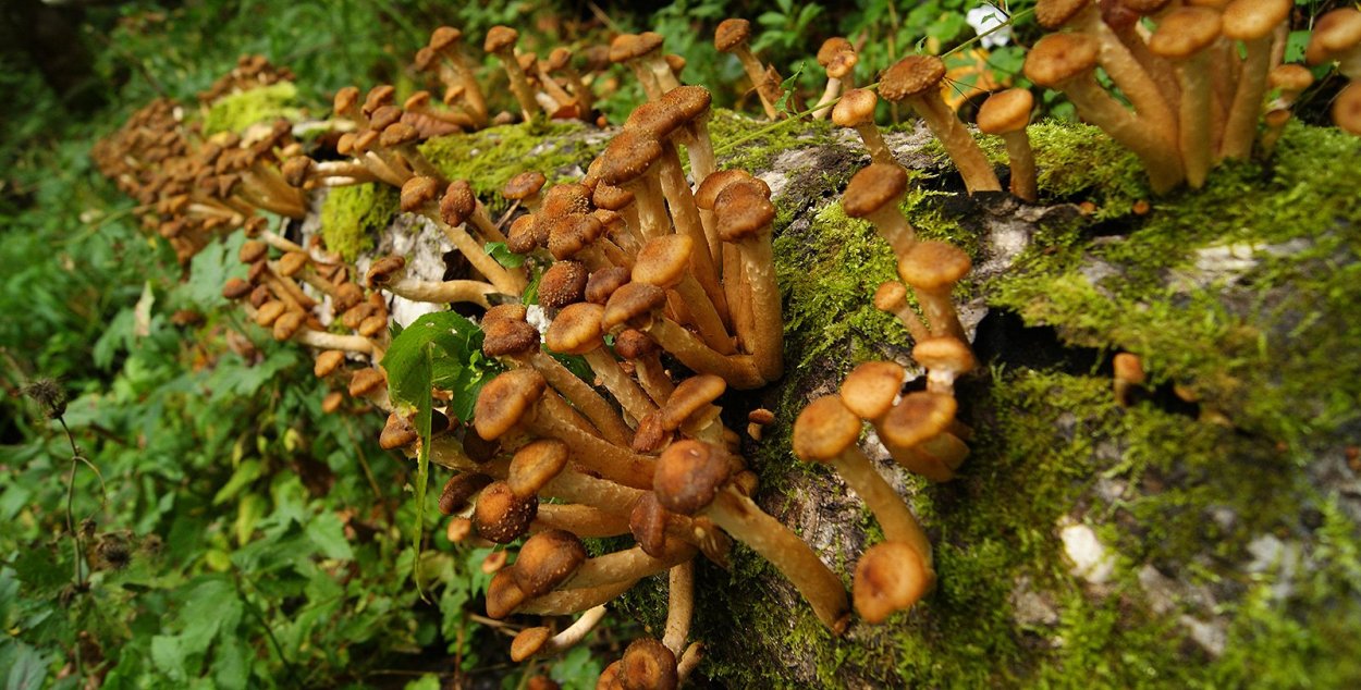 Летний опенок Kuehneromyces mutabilis