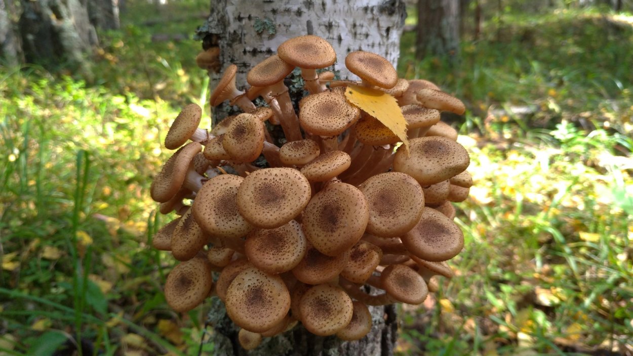 Опенок ссыхающийся Armillaria tabescens