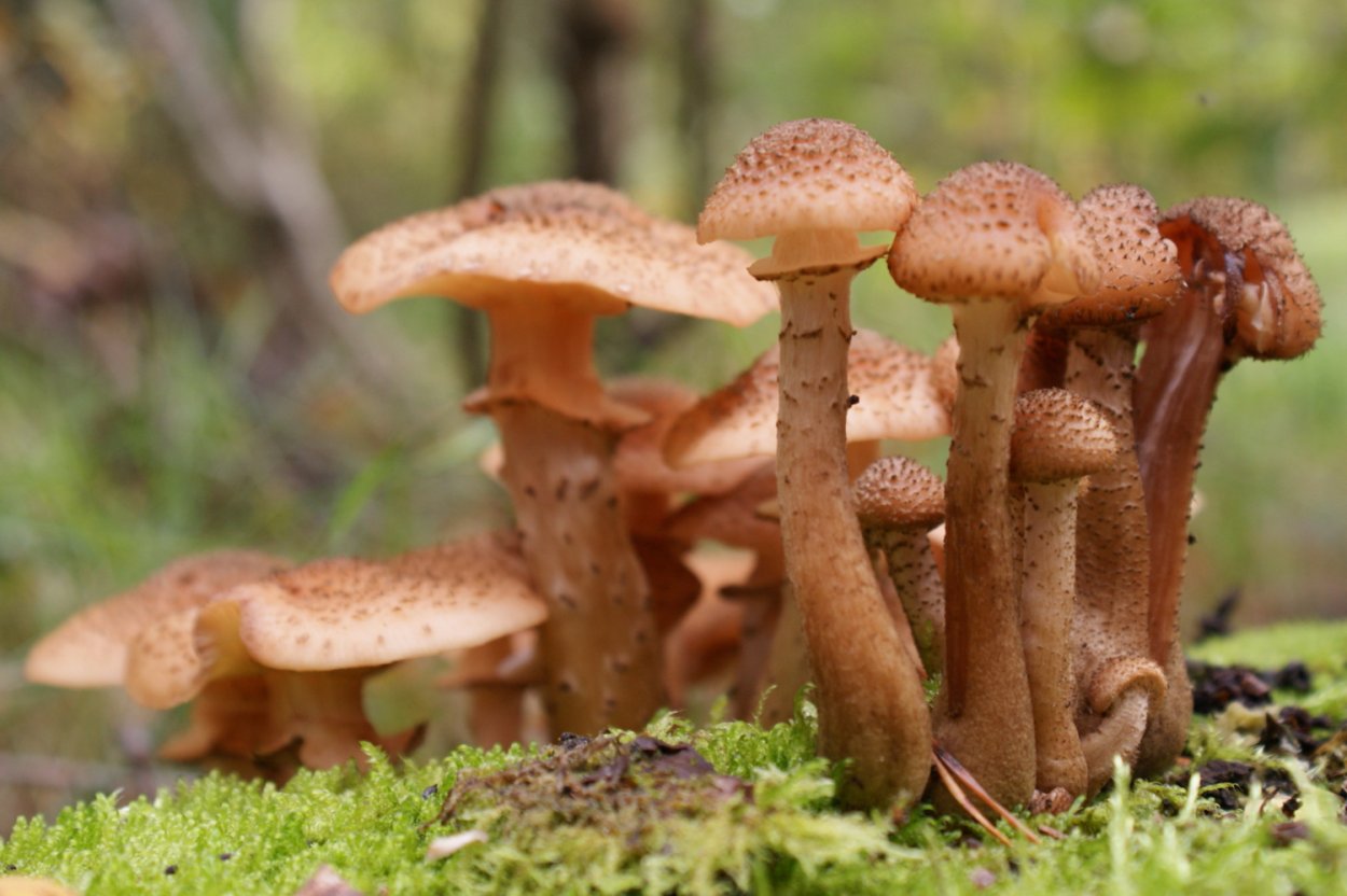 Возбудитель – опенок осенний – Armillaria mellea