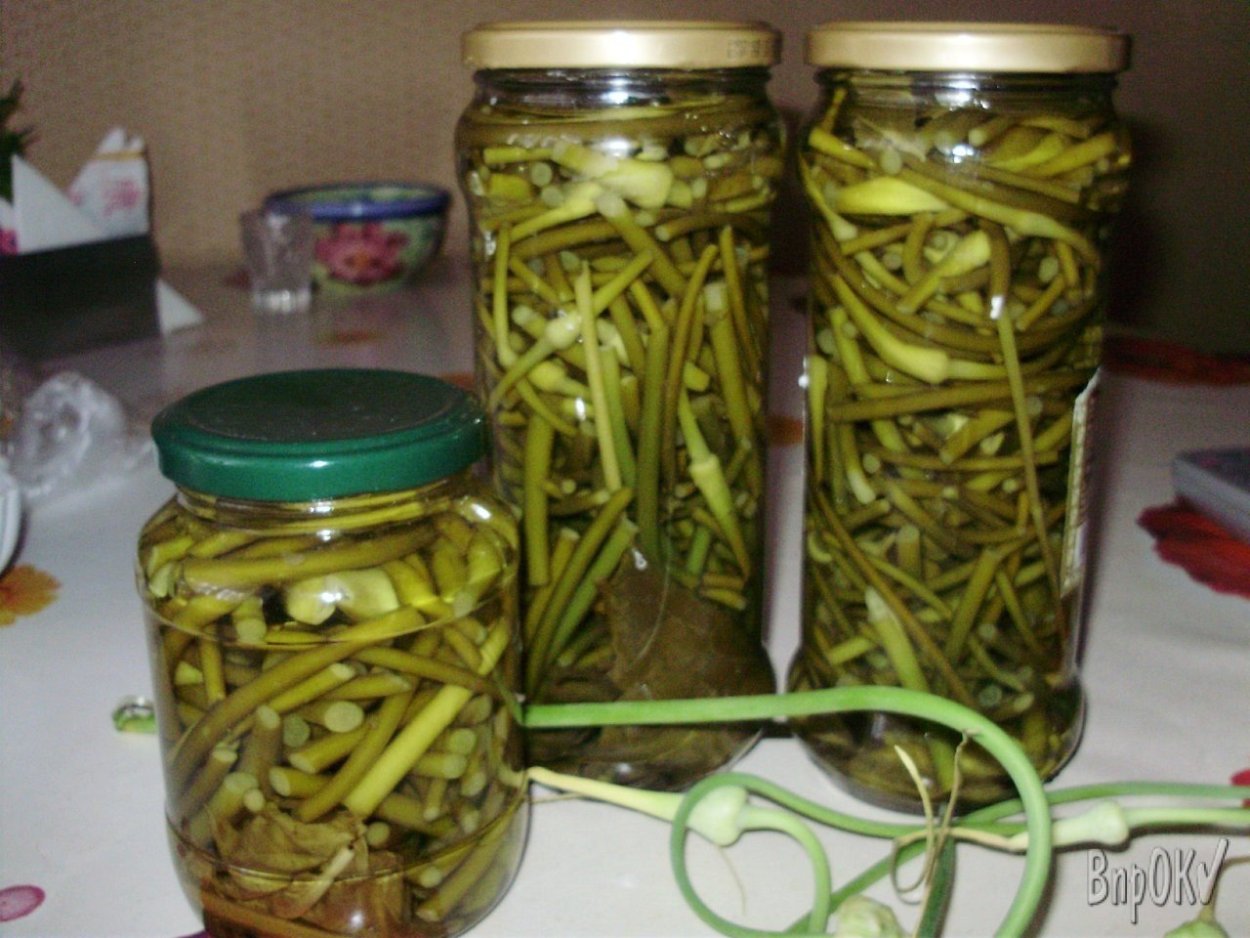 Полынь эстрагон