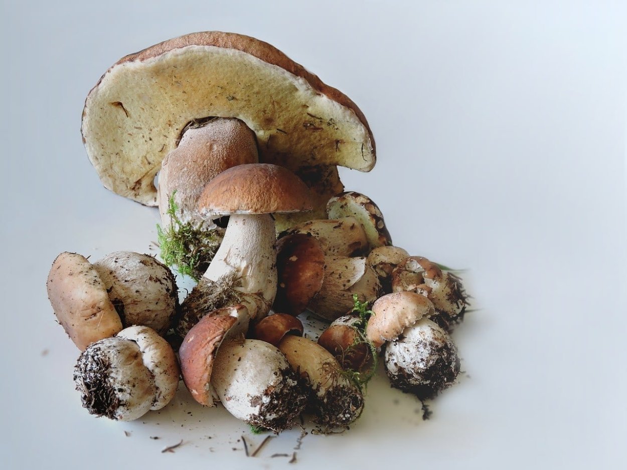 Porcini гриб