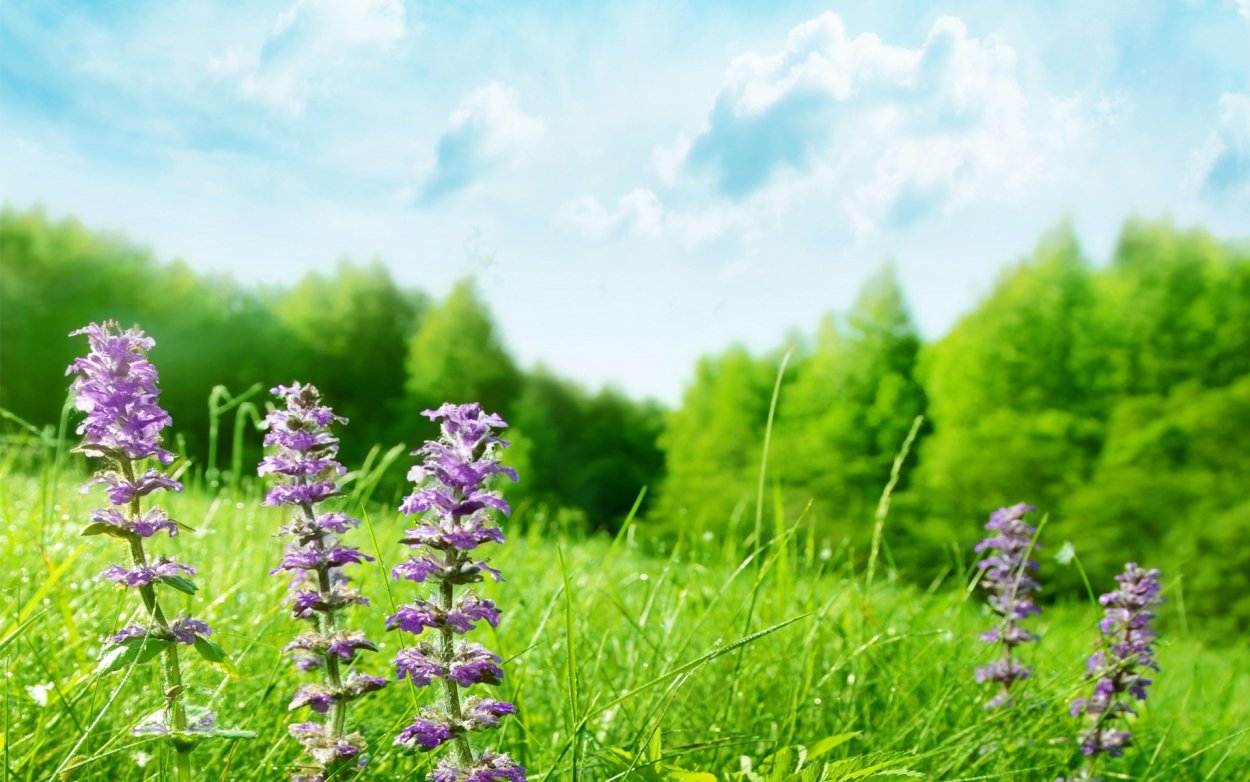 Лекарственные травы в природе