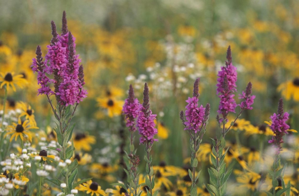 Полевые цветы в августе