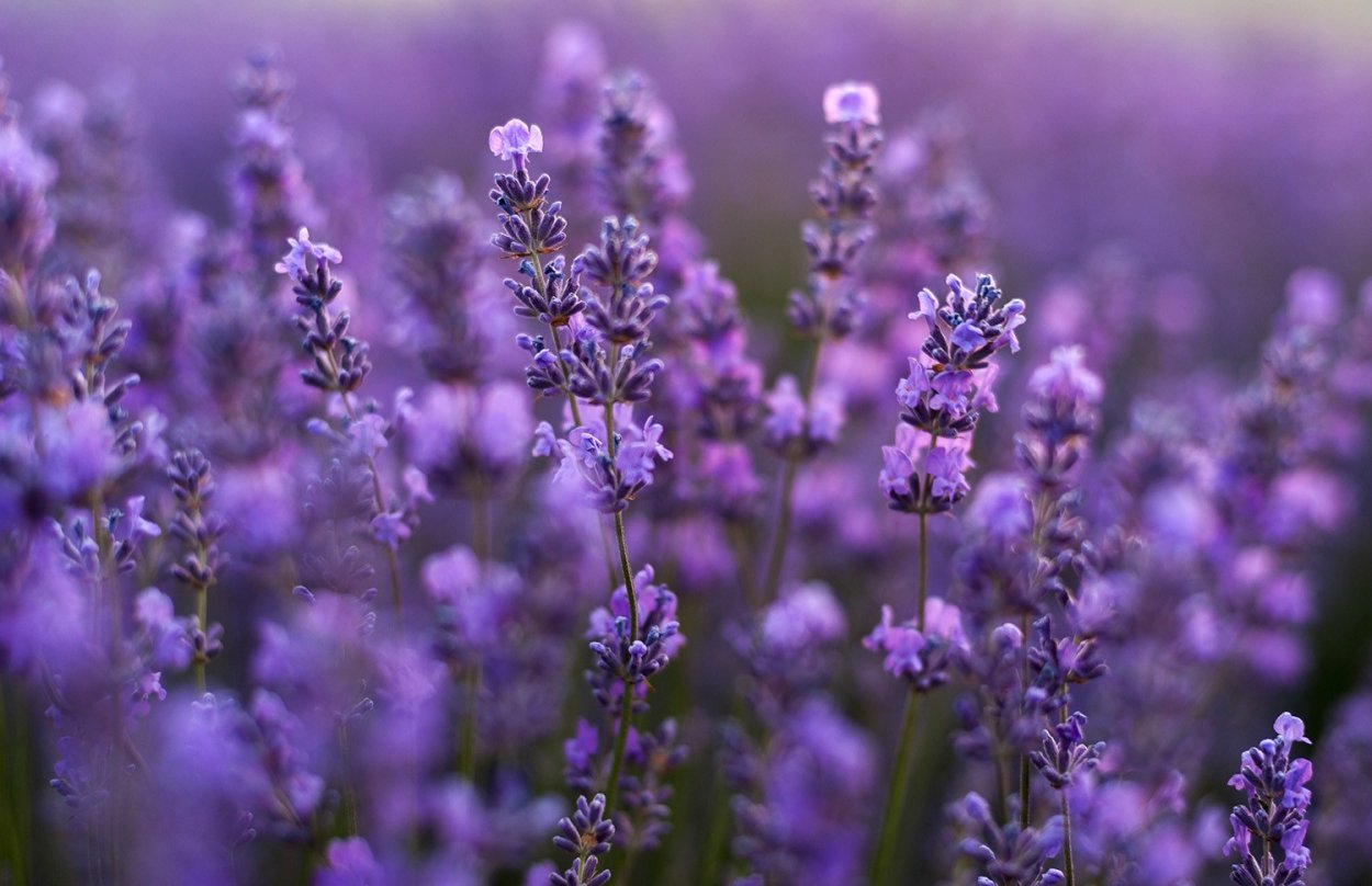 Шалфей Луговой