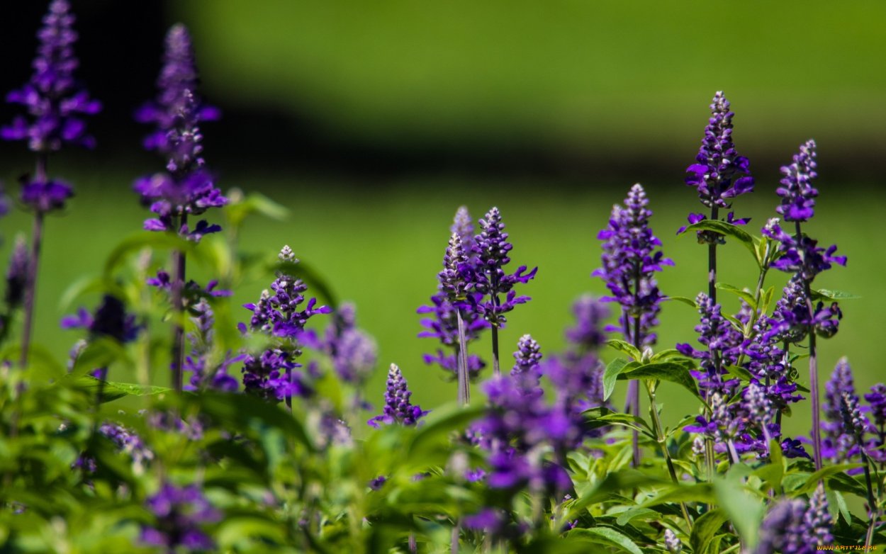 Шалфей короткоцветковый