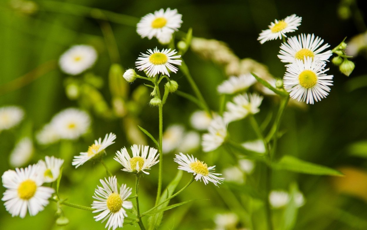 Ромашка мелкая Полевая
