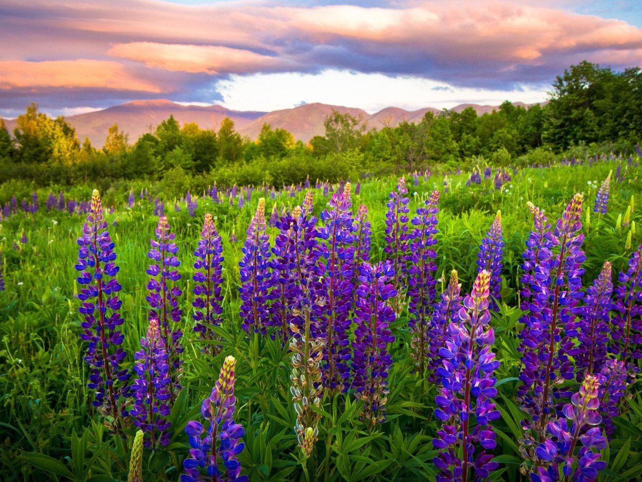 Сиреневый длинный цветок полевой