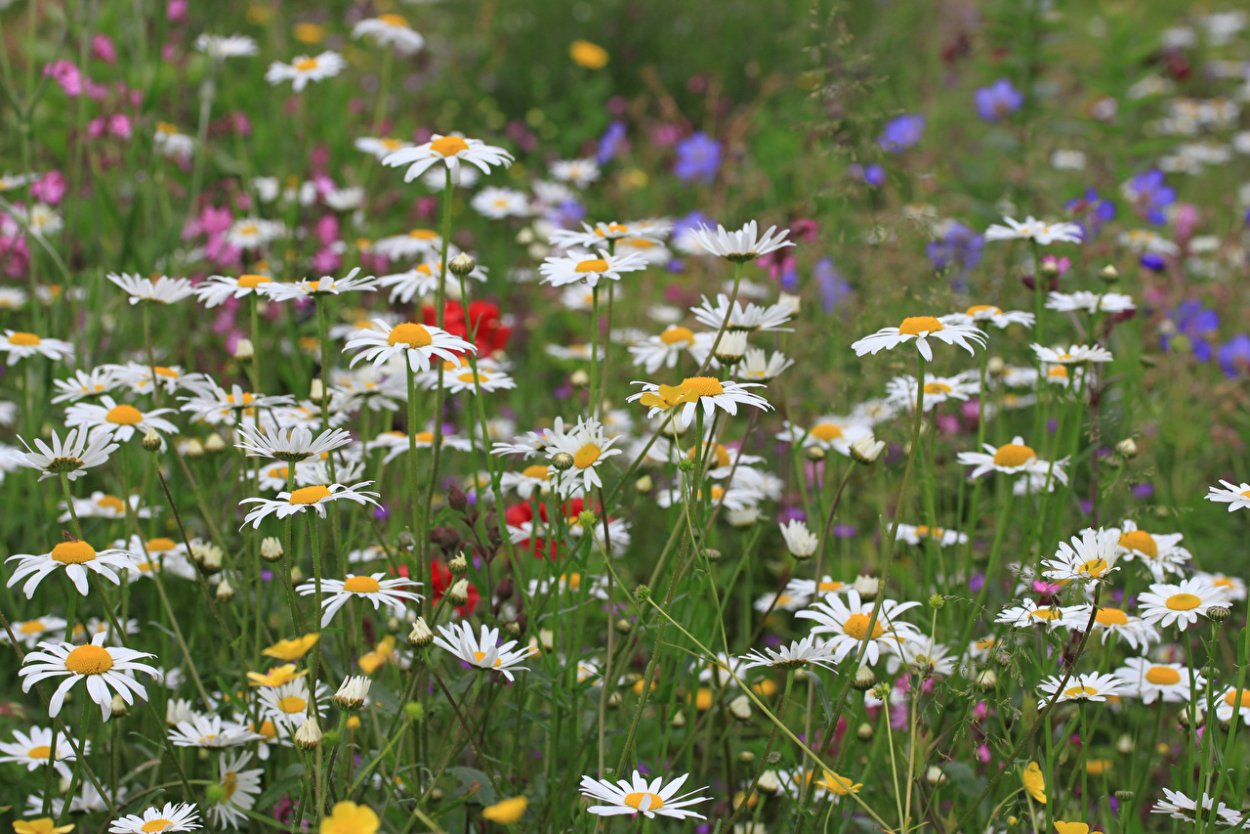 Ромашковый луг, Делюкс