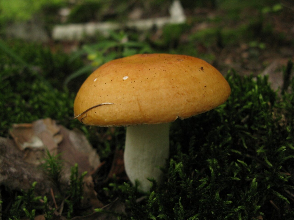 Гриб сыроежка сереющая