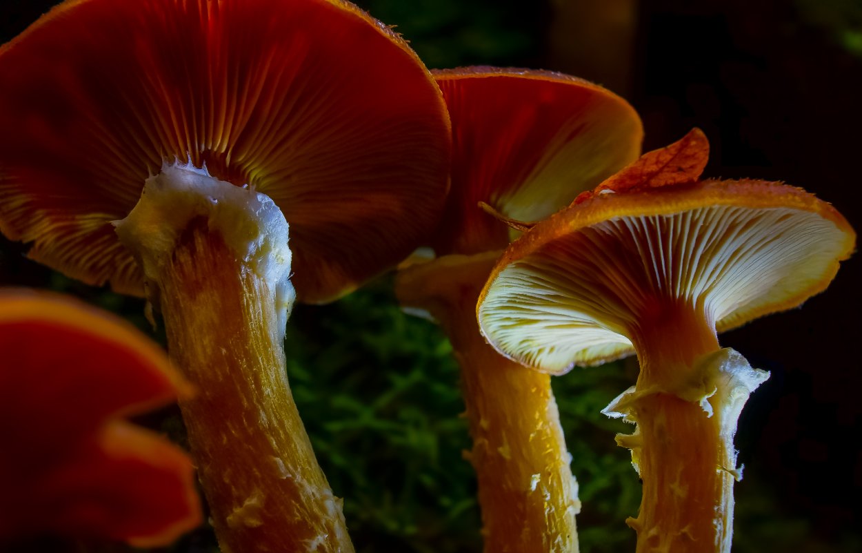 Морской гриб