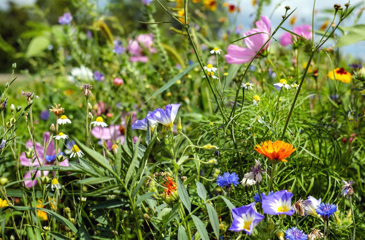 Мавританский газон Альпийский луг