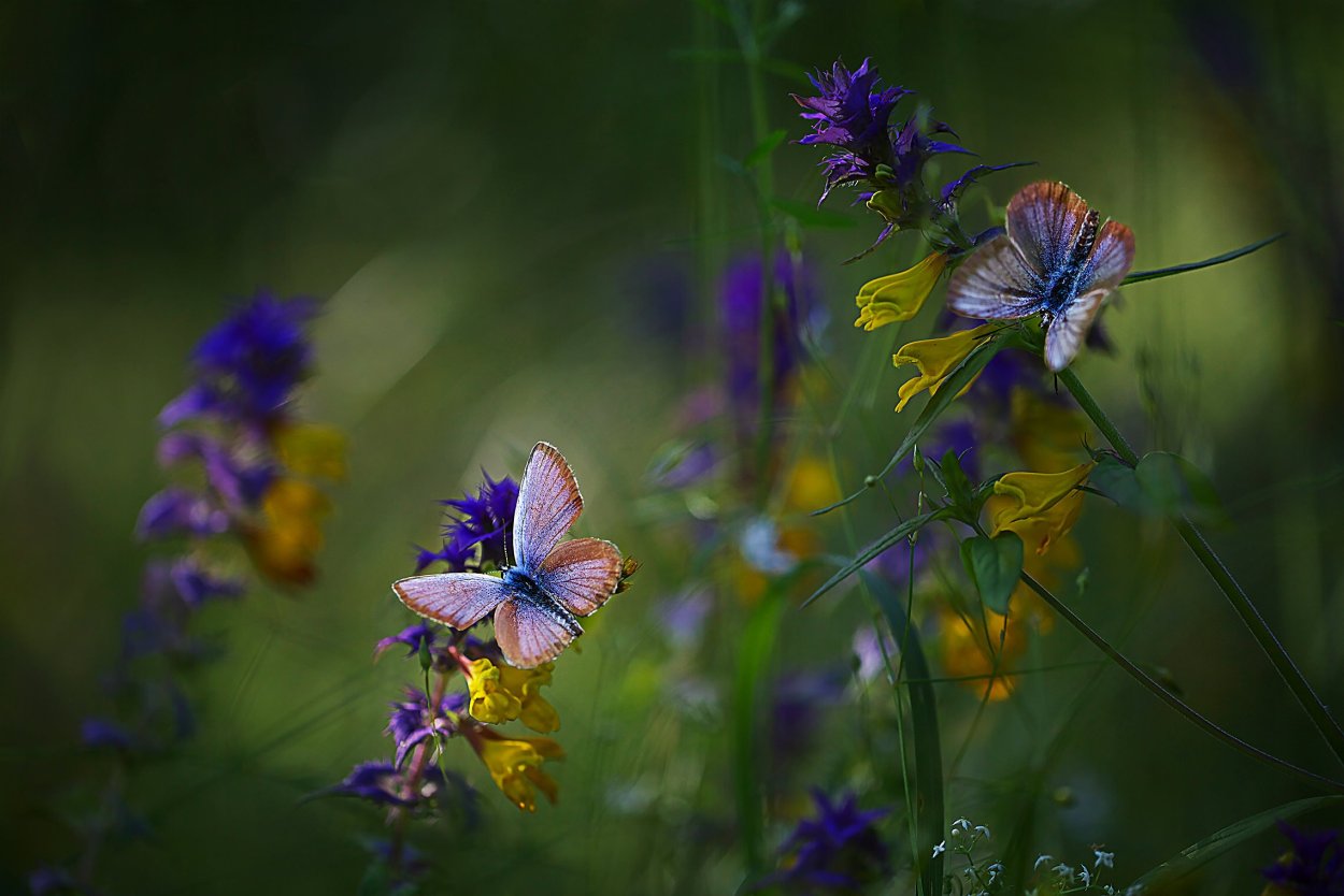 Полевые цветы макромакро