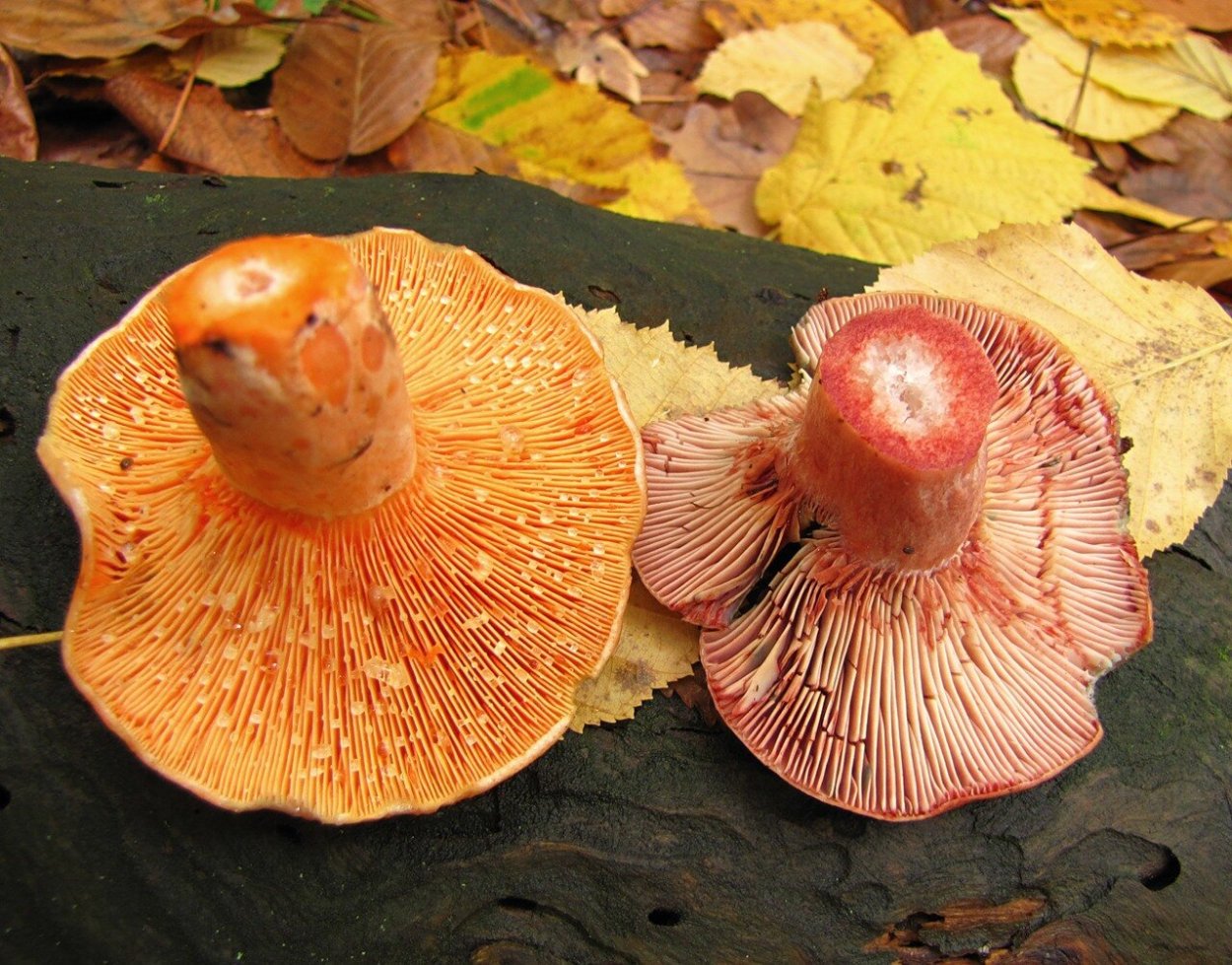 Паутинник рыже-оливковый Cortinarius