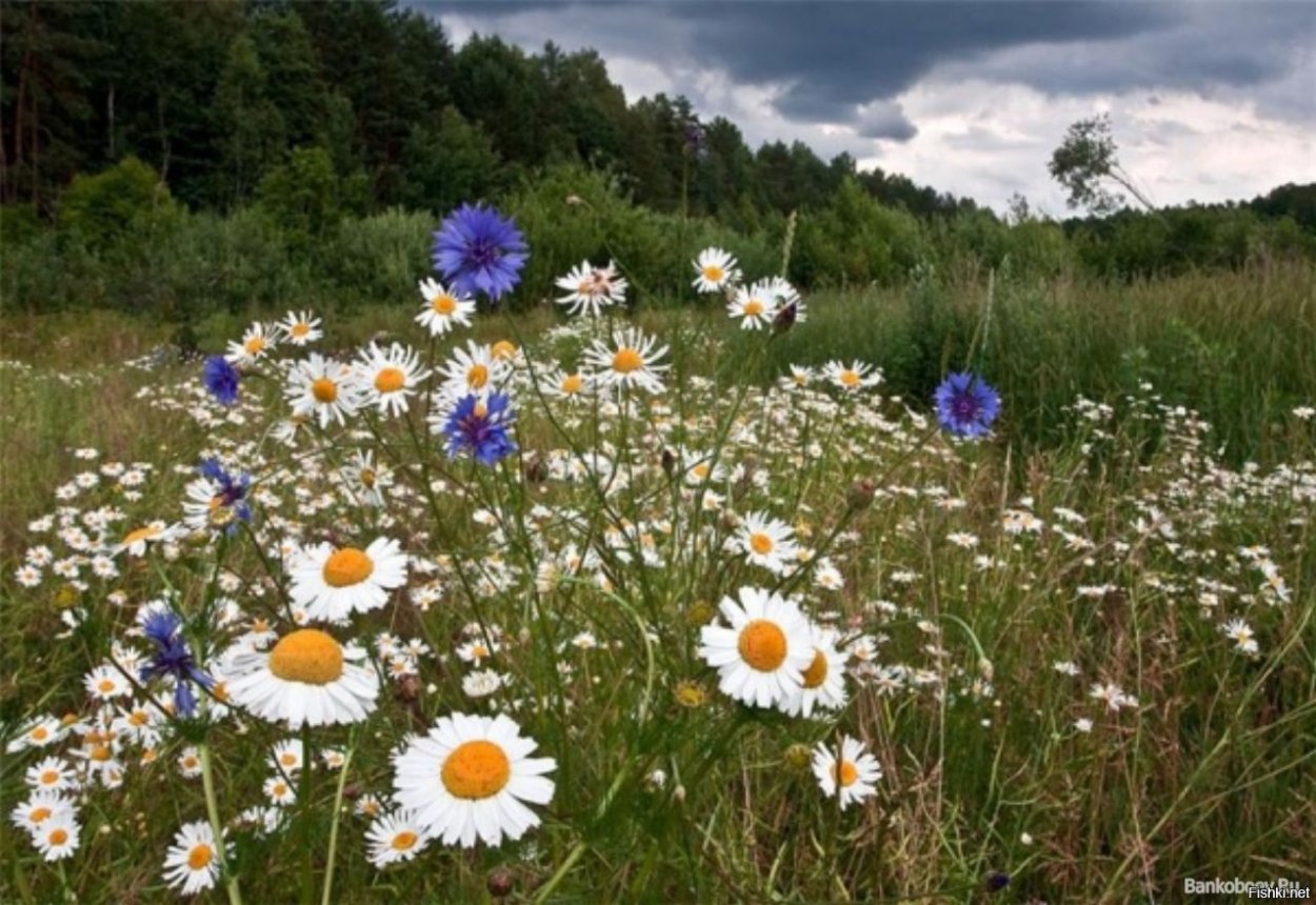 Ромашки и васильки