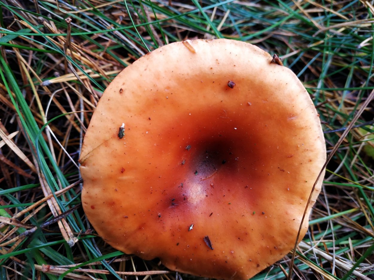 Гриб говорушка рыже-бурая