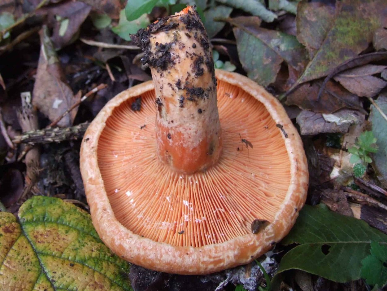 Рыжик еловый/еловик (Lactarius deterrimus);