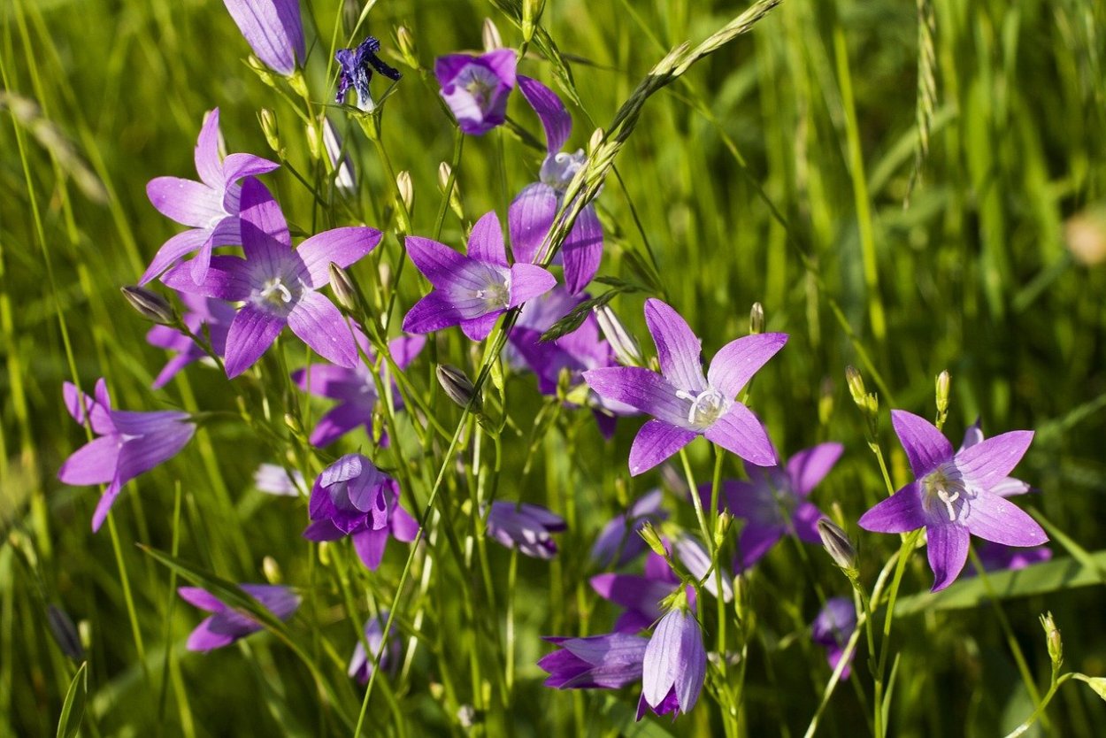 Колокольчик Лесной медонос