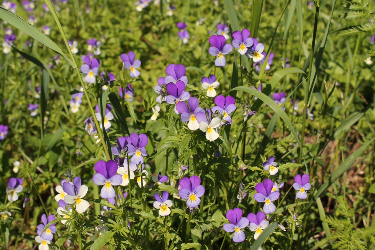Луговые растения Ленинградской области