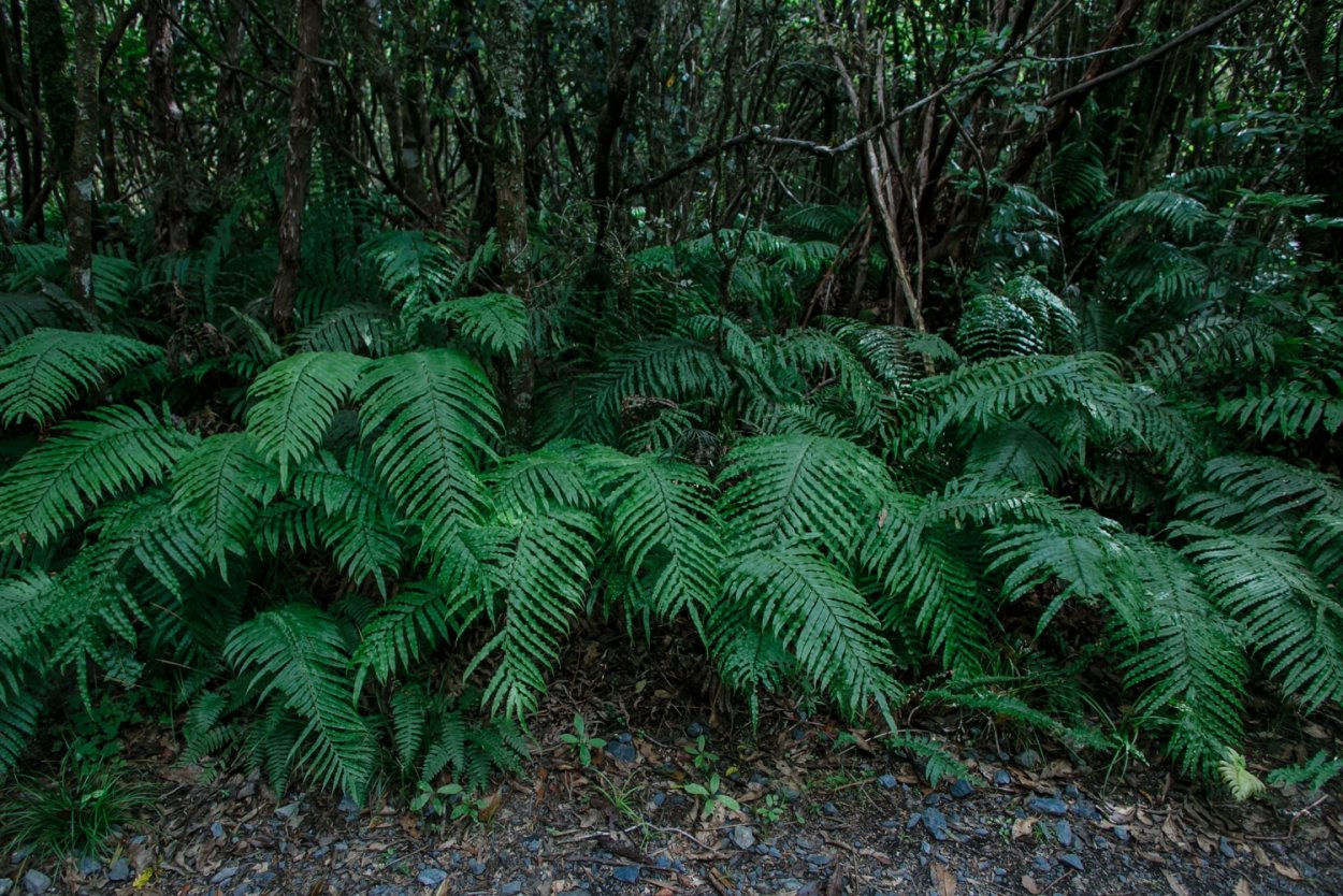 Лес Таркин Австралия